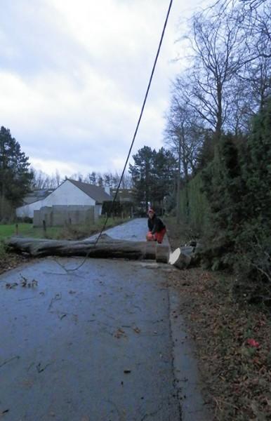 tronçonnage d'arbre