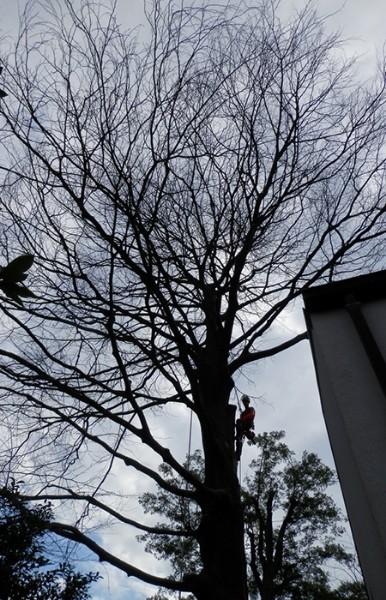 élaguer un arbre