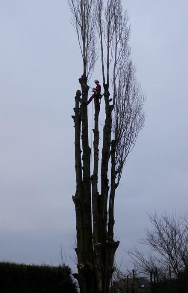 couper arbre