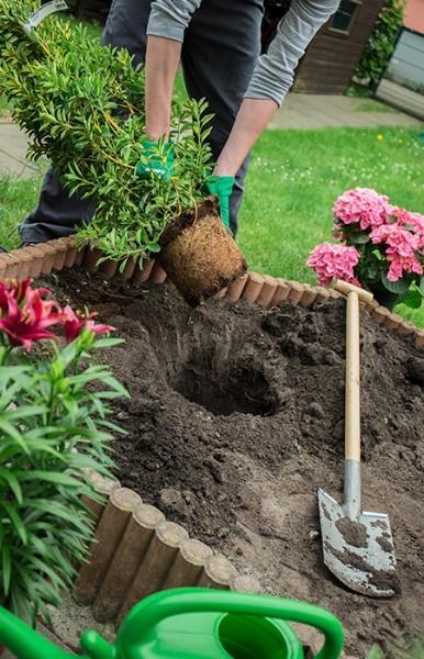 planter des plantes